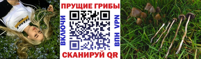 blacksprut ССЫЛКА  Дыгулыбгей  Псилоцибиновые грибы ЛСД 
